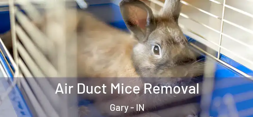 Air Duct Mice Removal Gary - IN